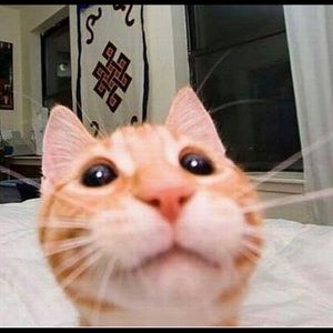 Meet your Posher, Bradley